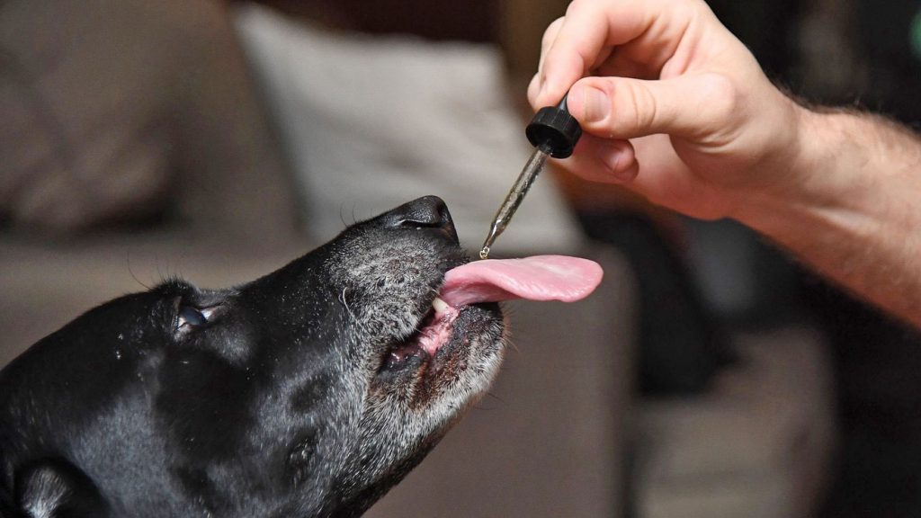 Showing a dog receiving a dose of CBD oil from a dropper.