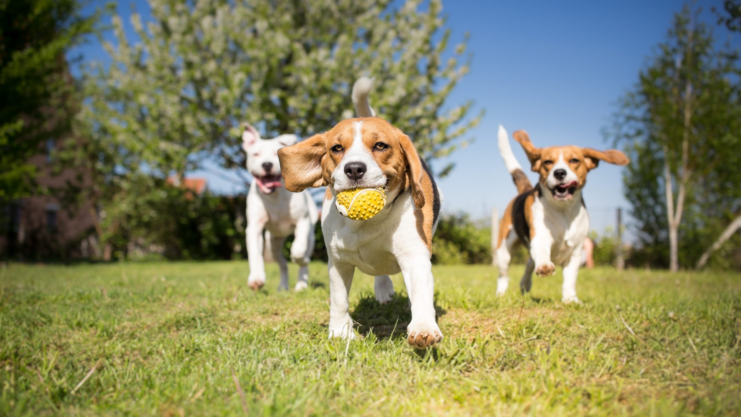 CBD for Dogs